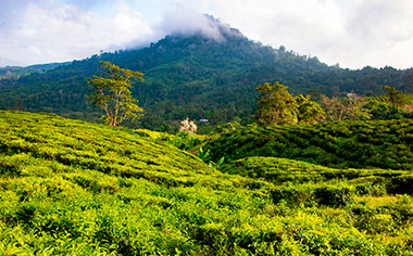 Sabah tea plantation